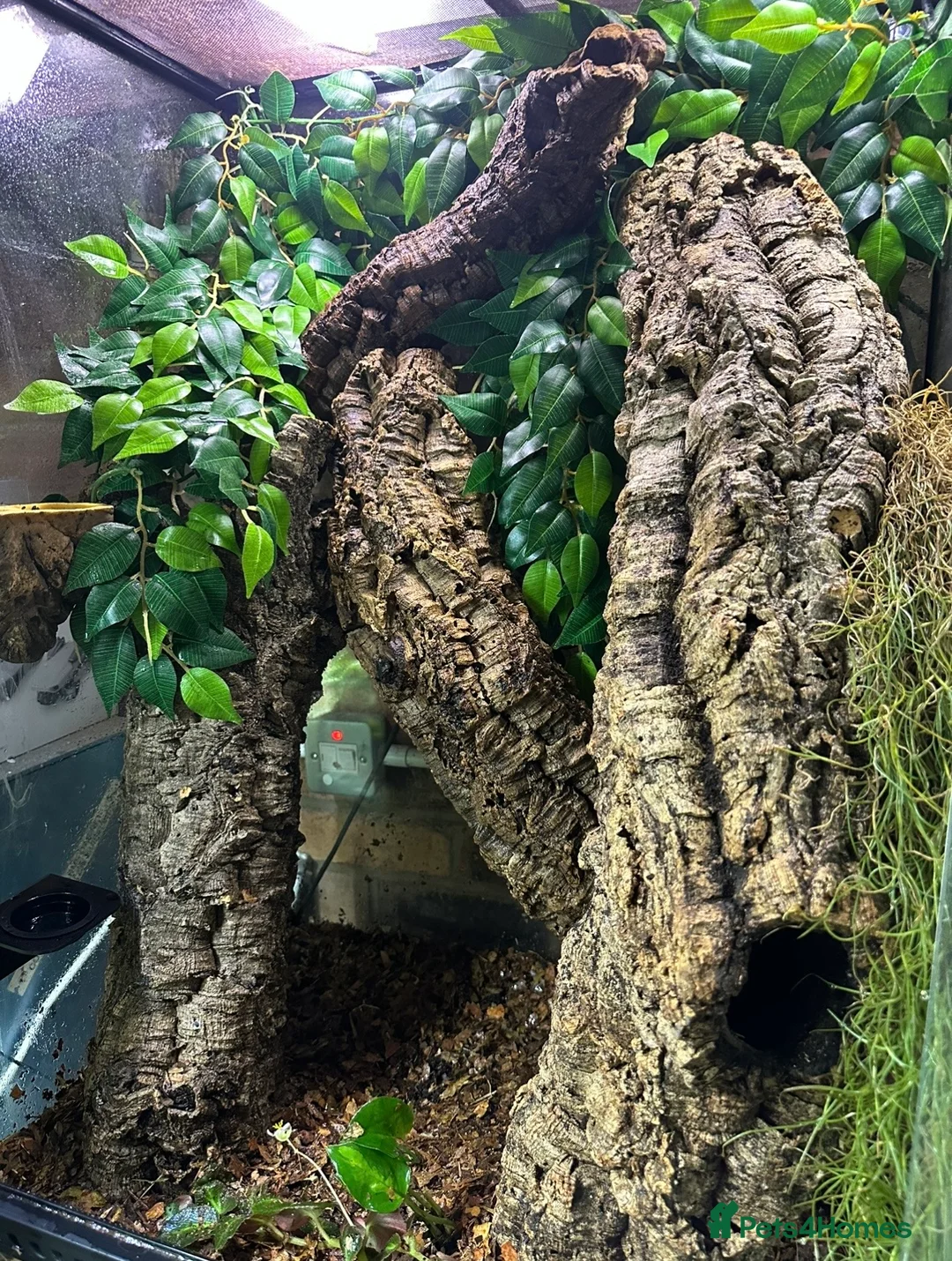 Gecko reptiles for sale: Pair of Leachianus Geckos - Advert 5