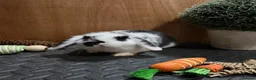 Mini Lop rabbits for sale: Minilop babies (2 girls & 2 boys)  - Advert 30