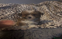 Mixed Breed dogs for sale: Chorkie-apso puppies  - Image 26