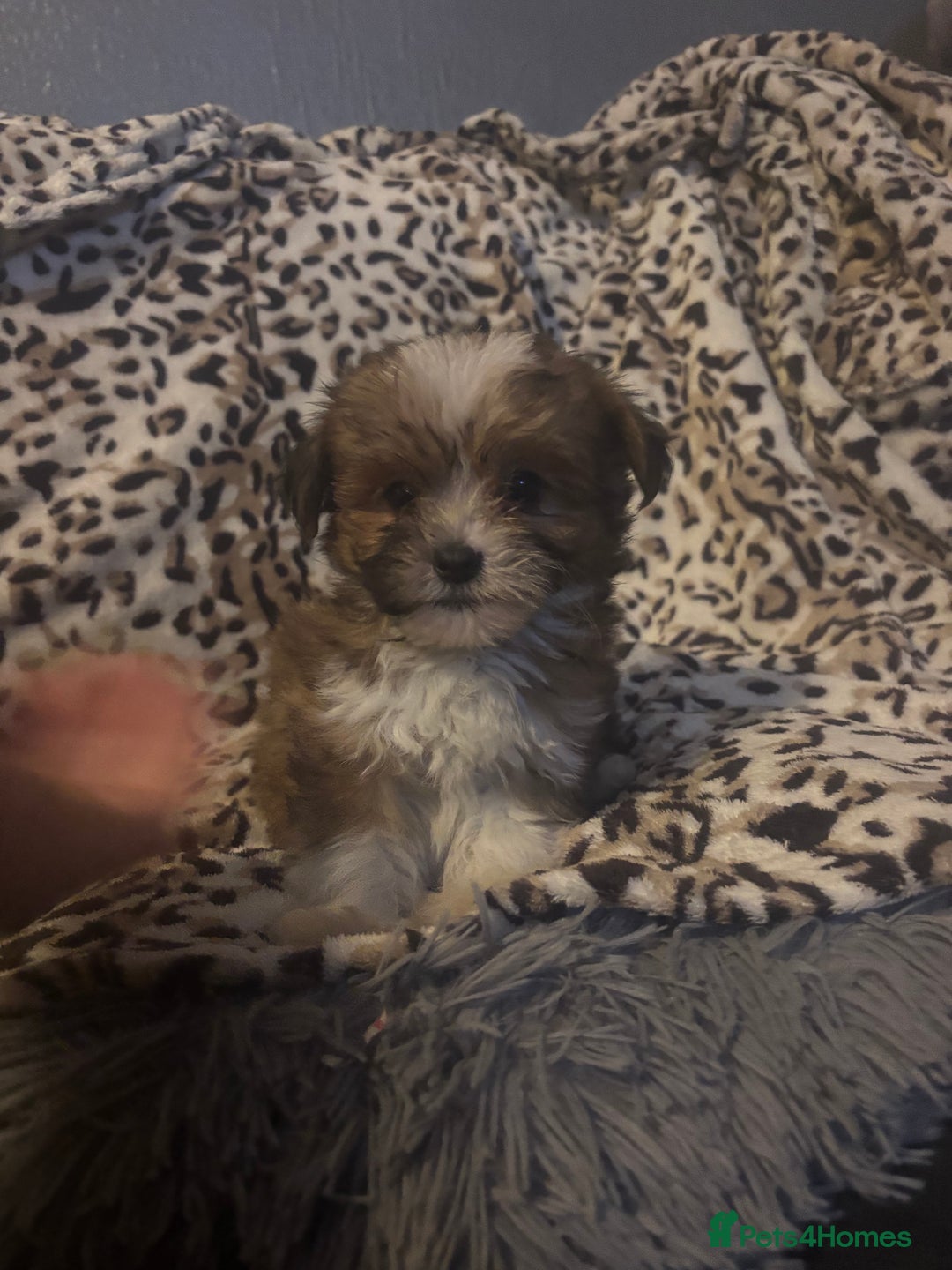 Mixed Breed dogs for sale: Chorkie-apso puppies  - Image 26