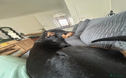 Mixed Breed dogs for sale: Beautiful dog needing forever home - Image 3