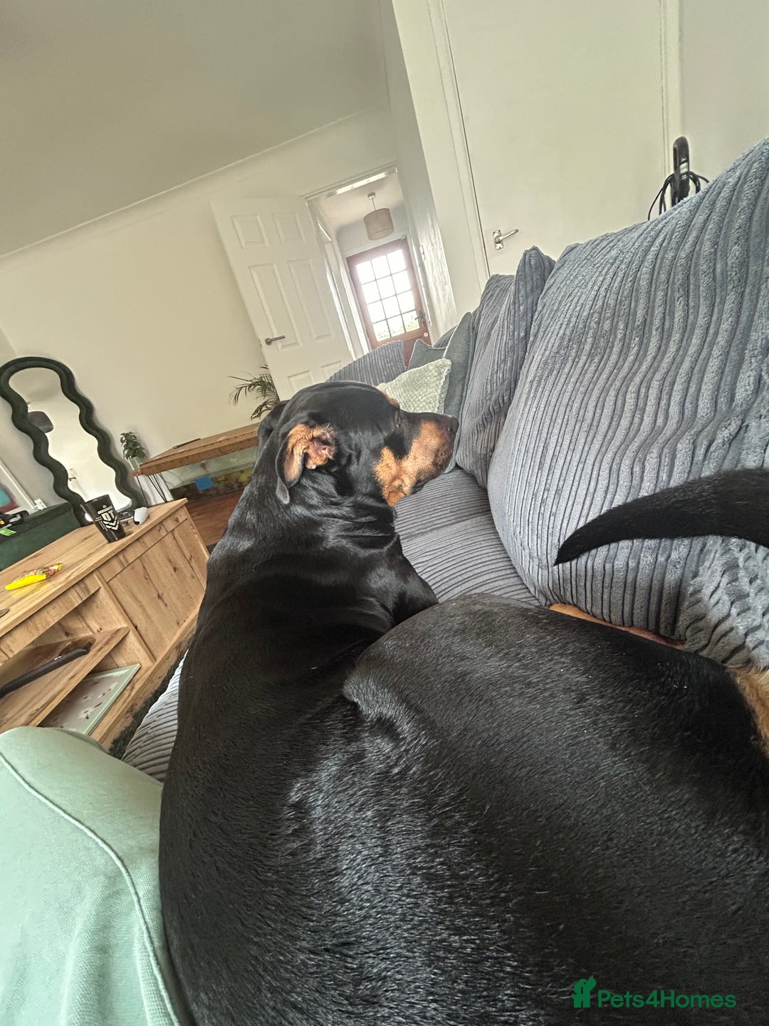 Mixed Breed dogs for sale: Beautiful dog needing forever home - Image 3