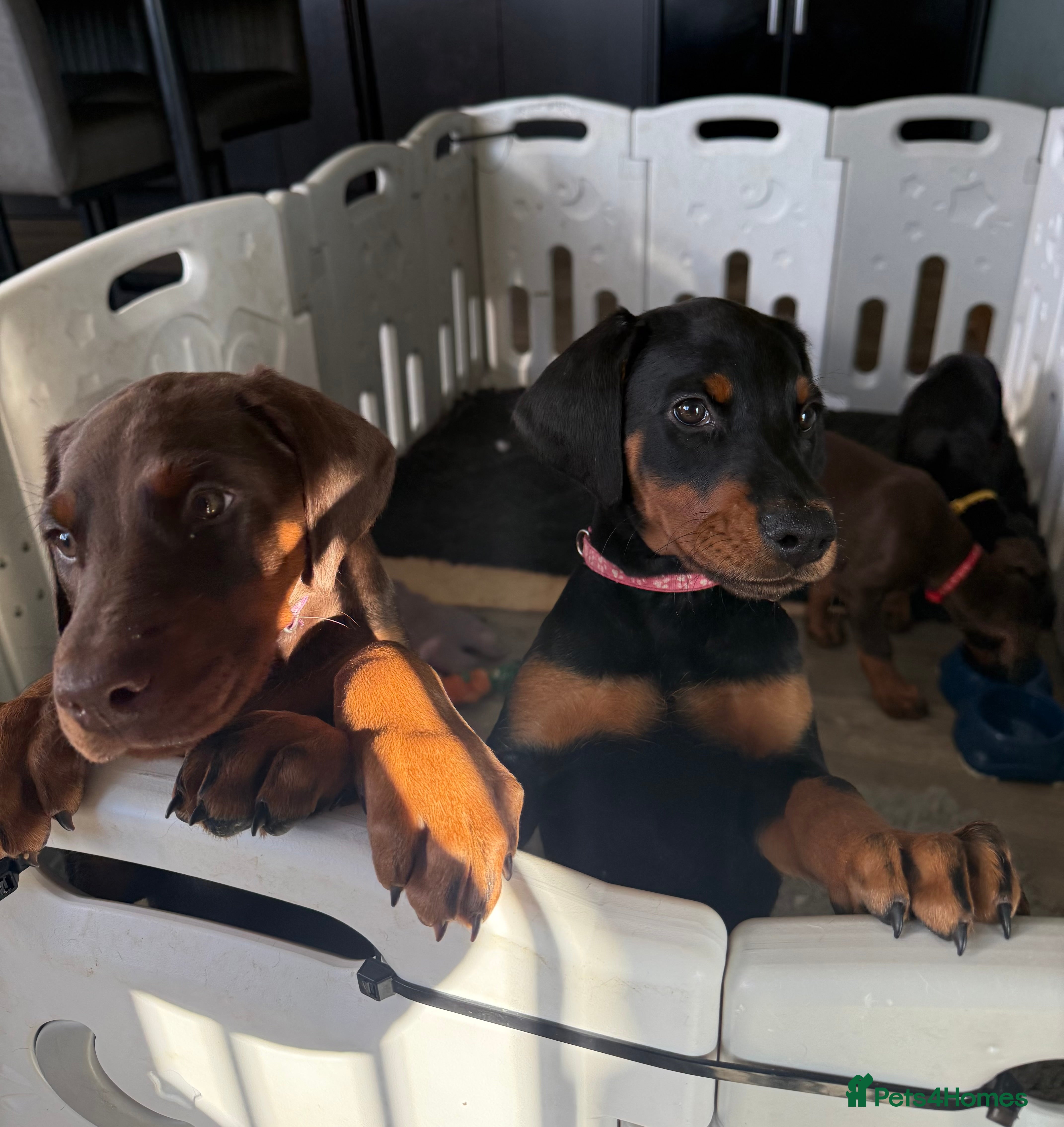 Dobermann dogs OUTSTANDING FULL EUROPEAN DOBERMAN - Advert 1