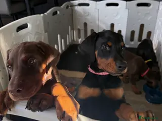 Dobermann dogs OUTSTANDING FULL EUROPEAN DOBERMAN - Advert 1