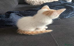 Mixed Breed cats for sale: 2 girls 2 boys beautiful playful kittens - Image 8