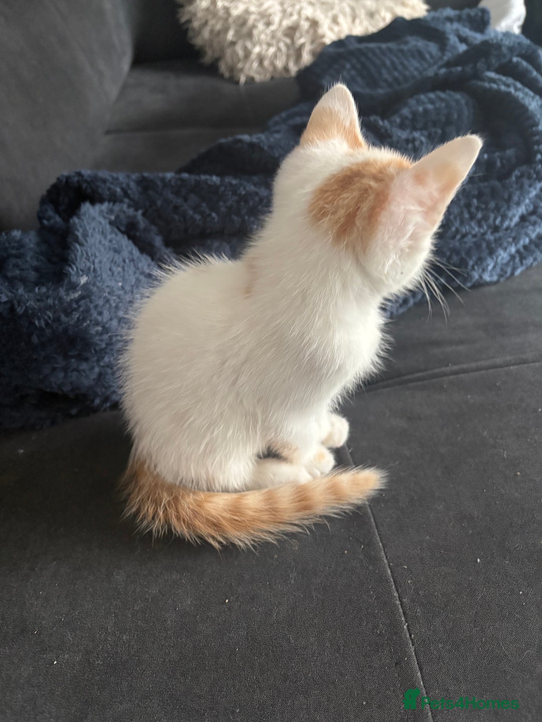 Mixed Breed cats for sale: 2 girls 2 boys beautiful playful kittens - Image 8