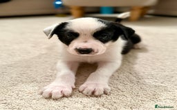 Border Collie dogs for sale: Litter of 5 border collies for sale - Image 10