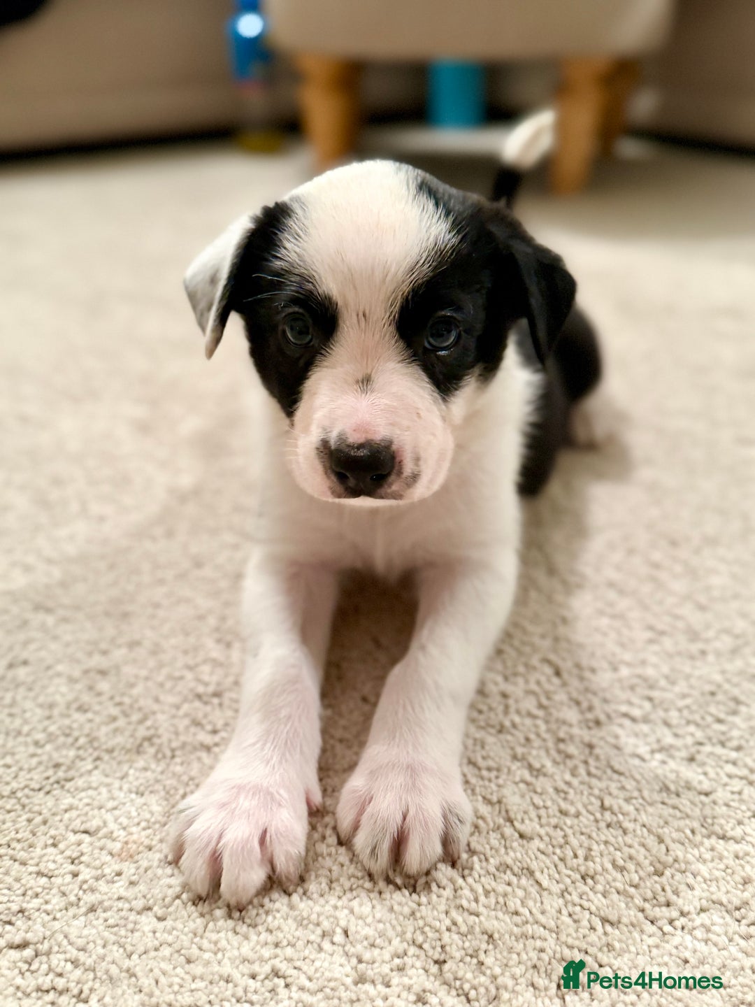Border Collie dogs for sale: Litter of 5 border collies for sale - Image 10