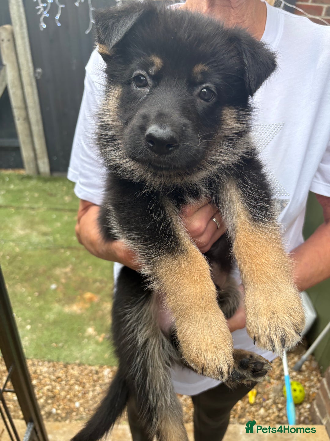 German Shepherd dogs for sale: German Shepard puppies  - Image 7