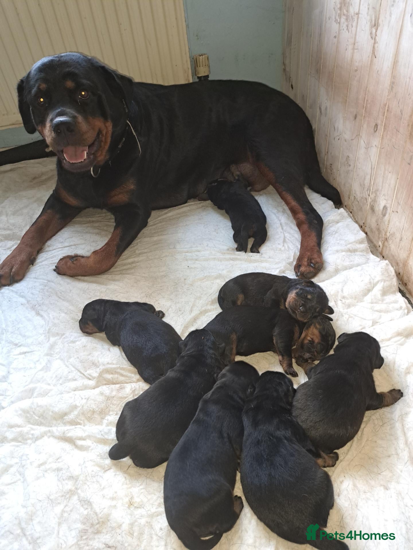 Rottweiler dogs 1 girl and 2 boy rottweiler  - Advert 2