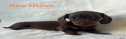 Miniature Dachshund dogs for sale: Stunning miniature dachshund puppies  in Sittingbourne - Advert 5