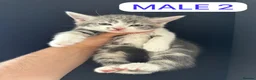 Mixed Breed cats for sale: 🐾 Adorable Half-British Shorthair Kittens  - Advert 4