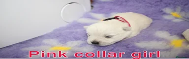 West Highland Terrier Puppy 3