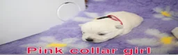 West Highland Terrier dogs for sale: Beautiful west highland terrier puppies for sale - Advert 5