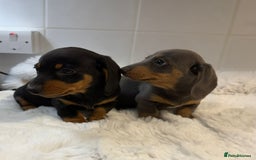 Miniature Dachshund dogs for sale: 2 stunning miniature dachshund puppy’s  - Image 36