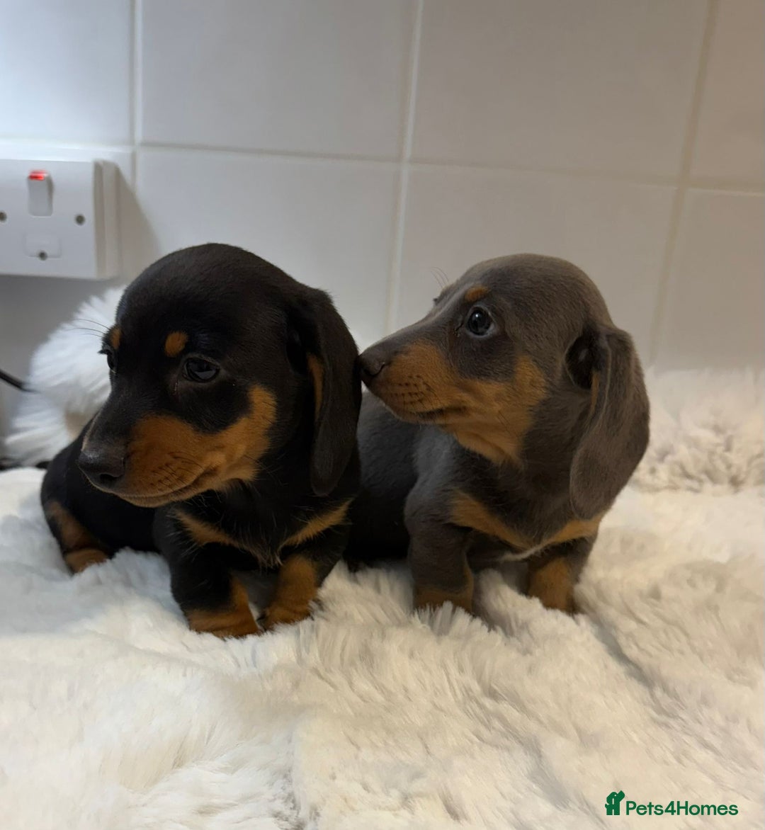 Miniature Dachshund dogs for sale: 2 stunning miniature dachshund puppy’s  - Image 36