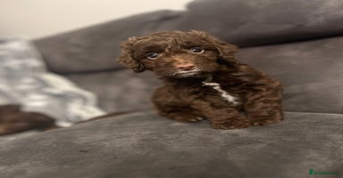 Cockapoo dogs - Advert 16