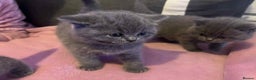 British Shorthair cats for sale: 3 Adorable BRITISH SHORTHAIR!!!!  - Advert 17