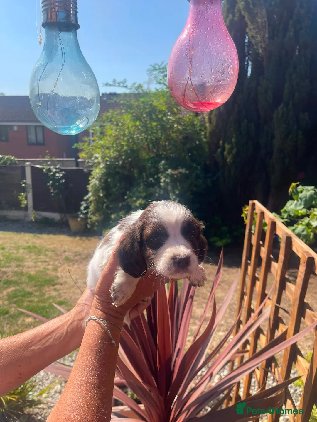 Sprocker dogs for sale: Sprocker spaniel puppies in Dudley - Advert 7