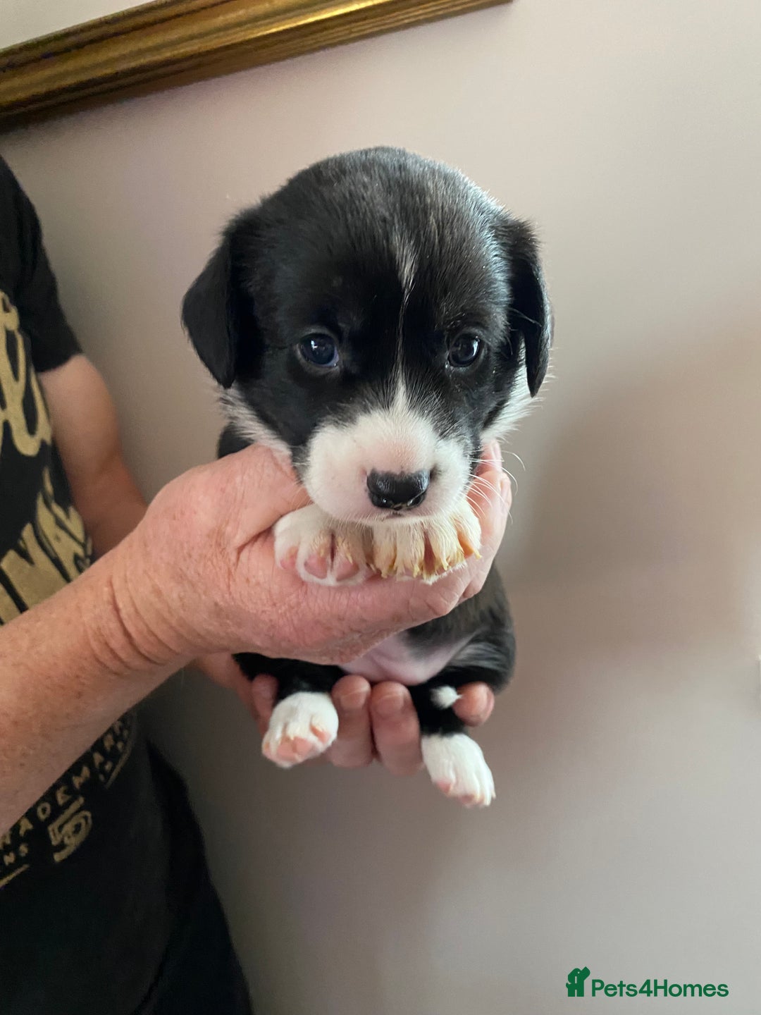 Welsh Corgi Cardigan dogs for sale: WELSH CARDIGAN CORGI BABIES - Advert 38