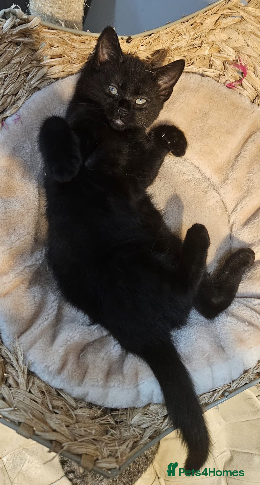 Maine Coon cats for sale: Maine coon cross kitten  - Advert 6