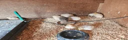 Ducks poultry for sale: Runner and Cayuga ducklings and hatching eggs - Advert 4