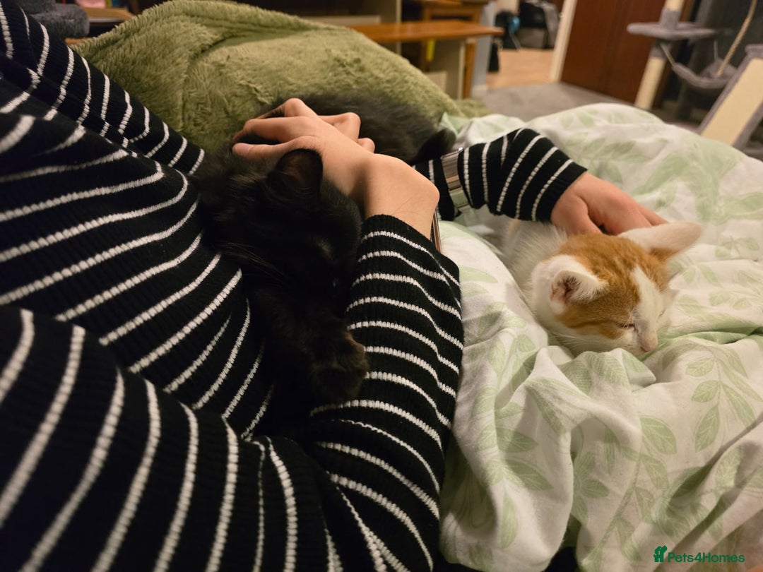 Mixed Breed cats for sale: 2 beautiful boys - Advert 6