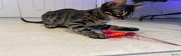 Bengal cats for sale: Stunning Charcoal Female Bengal Kitten - TICA - Advert 14