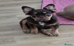 French Bulldog dogs for sale: French bulldog fluffy boy kc reg  - Image 4