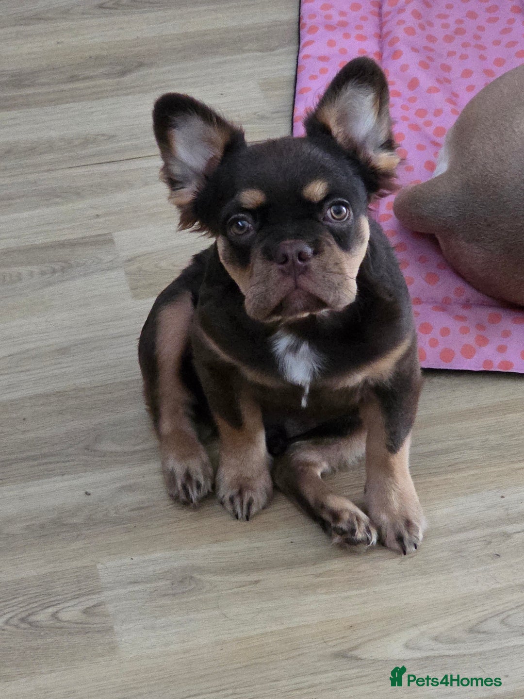 French Bulldog dogs for sale: French bulldog fluffy boy kc reg  - Image 4
