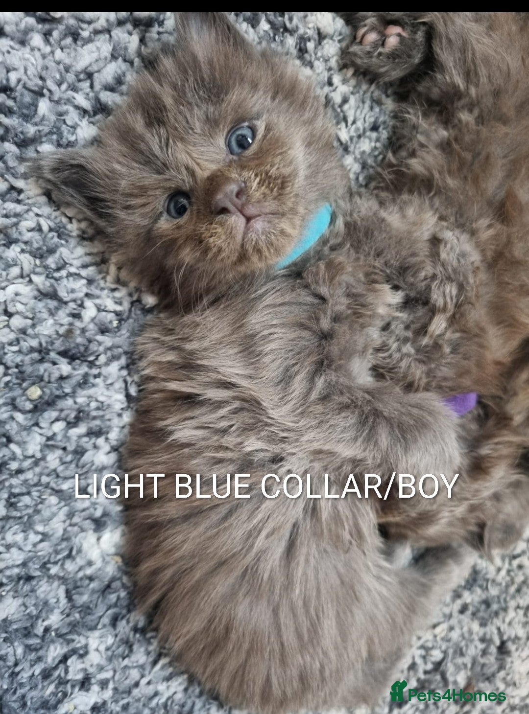 Maine Coon cats for sale: GREAT QUALITY MAINE COON KITTENS/DNA/GCCF  - Advert 16