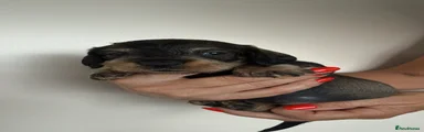 Dachshund 8