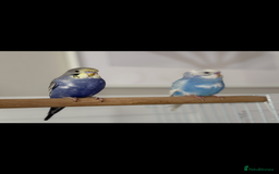 Budgerigars birds for sale: 2x budgies with complete set up cage purple blue - Image 2