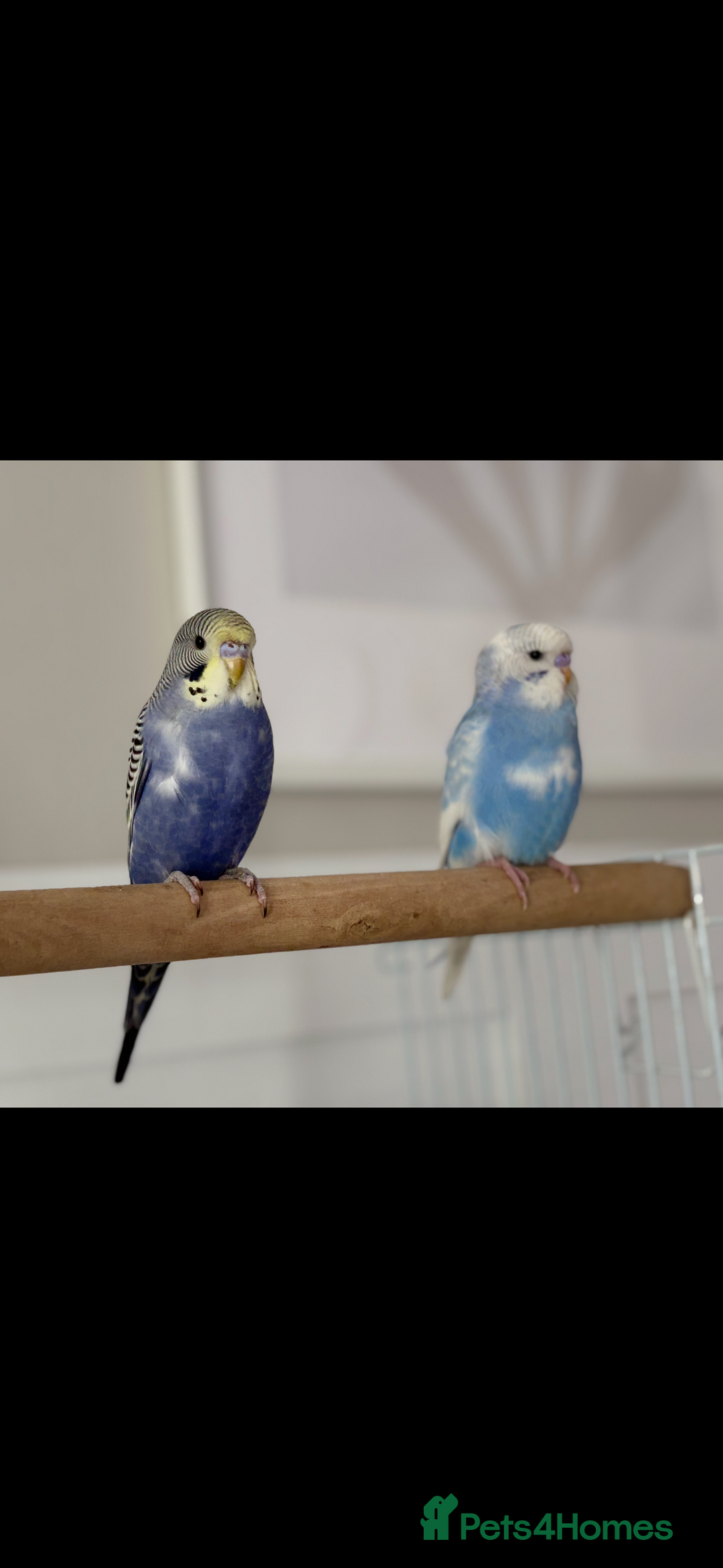 Budgerigars birds for sale: 2x budgies with complete set up cage purple blue - Image 2