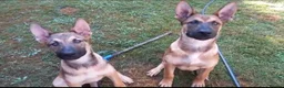 Mixed Breed dogs for sale: New home needed - Advert 1