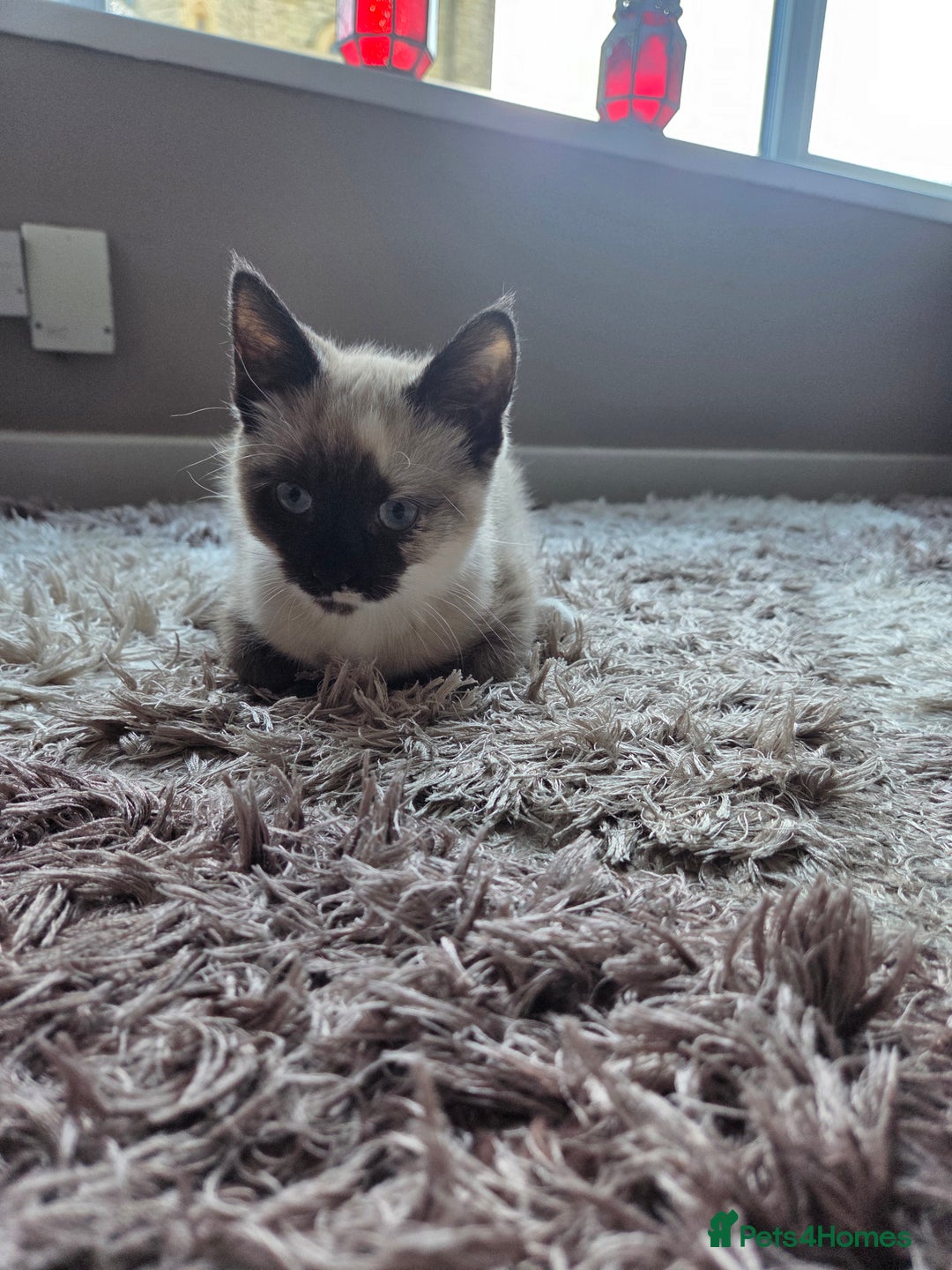 Siamese cats for sale: Siamese kitten - Advert 1
