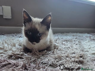 Siamese cats Siamese kitten - Advert 10