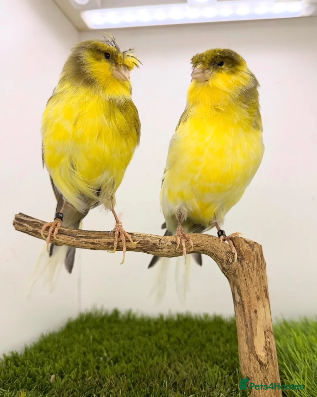 Canaries birds for sale: Persian and Lancashire canary’s  - Advert 2