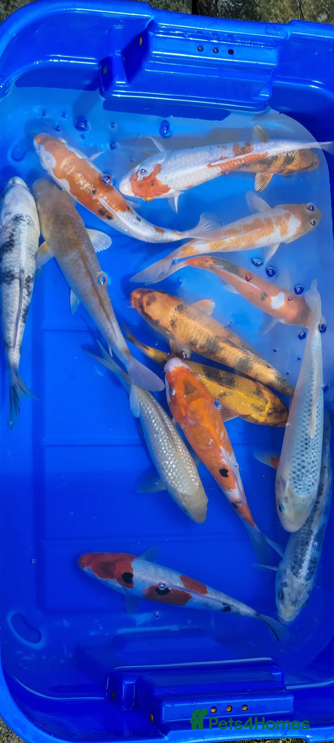 Koi Carp fish for sale: 8 to 10 inch Koi Pond Fish in Chorley - Advert 2