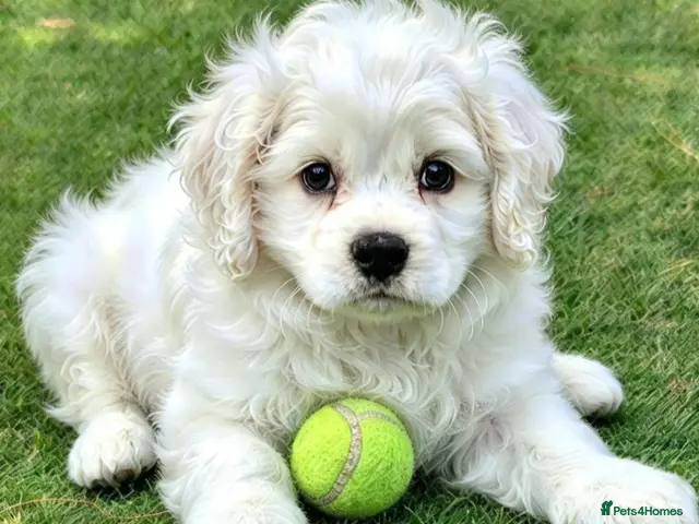 Cockapoo dogs for sale: Ready now Miniature cockerpoo puppies - Advert 1