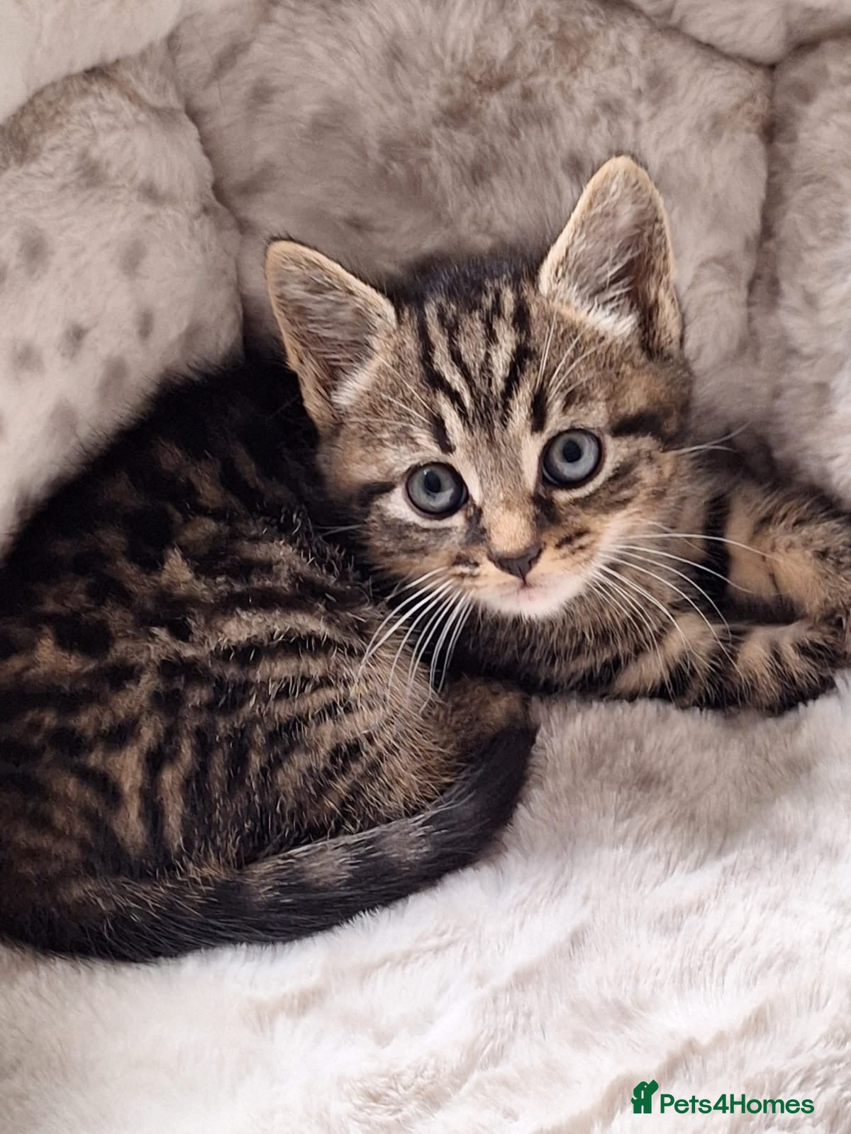 Mixed Breed cats Beautiful 😻 kittens ready for a new family  - Advert 19