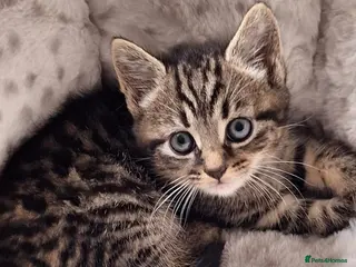 Mixed Breed cats Beautiful 😻 kittens ready for a new family - Advert 4