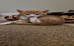 Mixed Breed cats for sale: Two male kittens. Possible delivery. - Advert 13