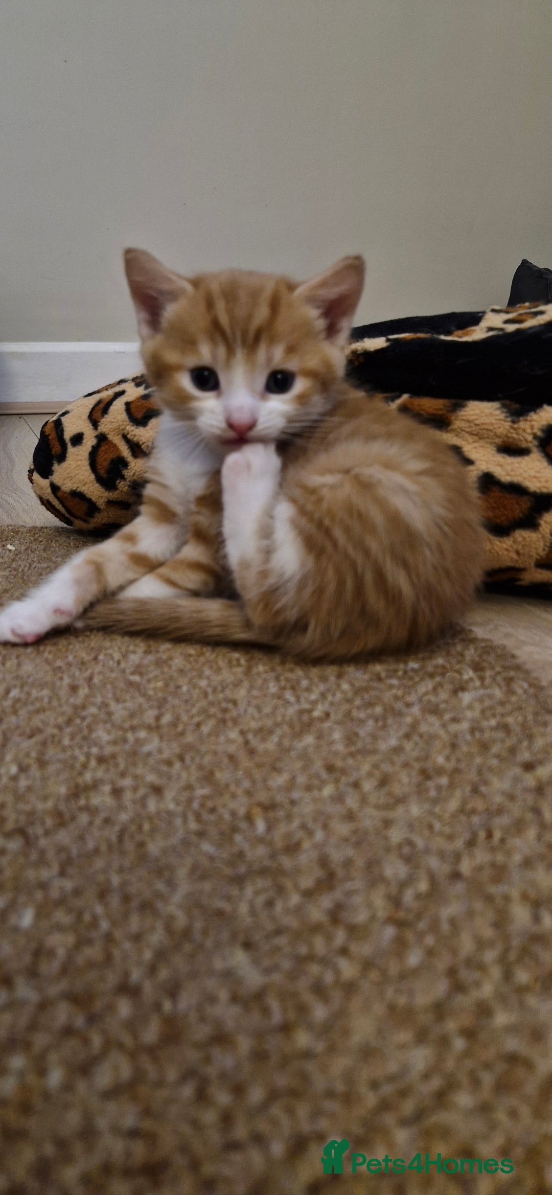 Mixed Breed cats for sale: Two male kittens. Possible delivery. - Advert 13