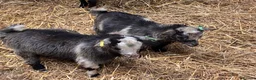 Goats livestock for sale: 12 week old Pygmy weather kids  - Advert 3