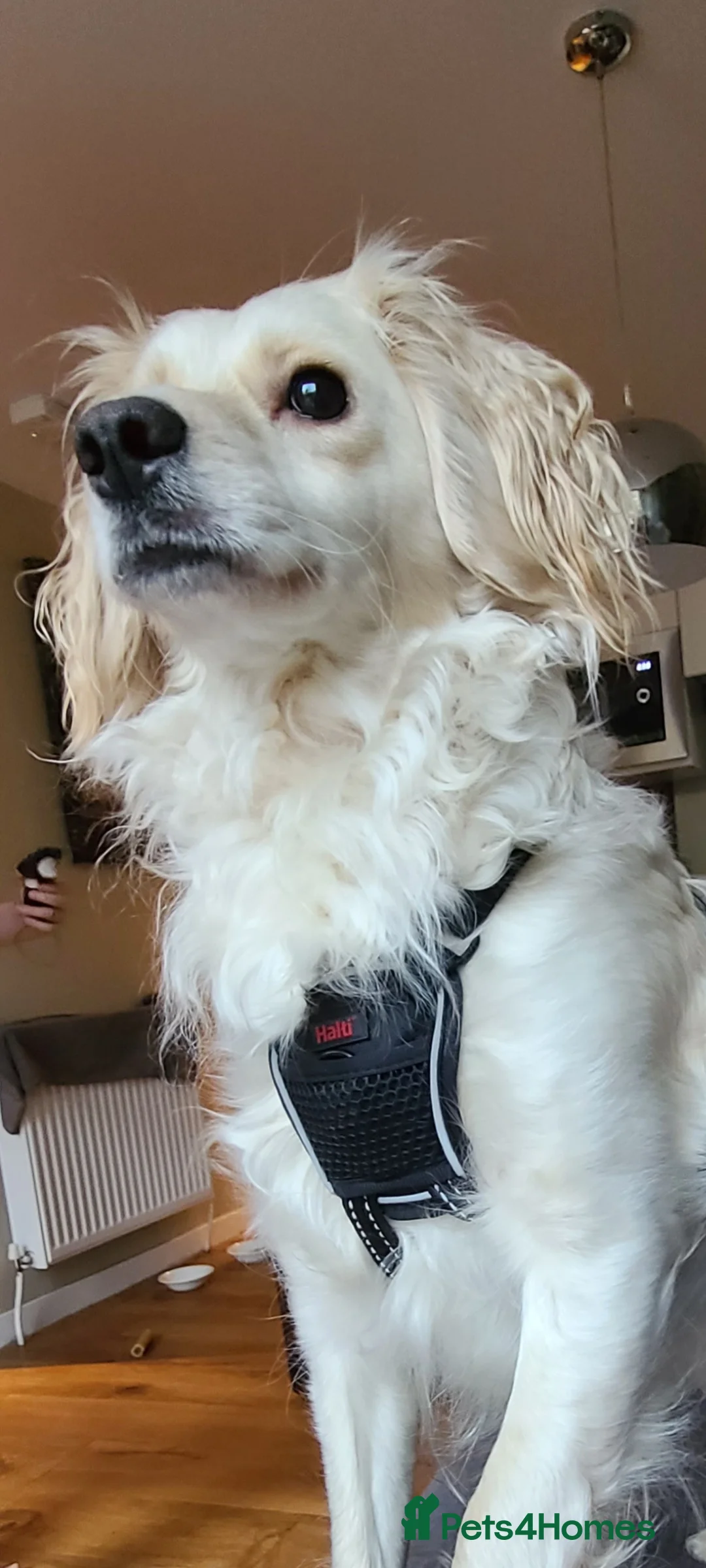 Mixed Breed dogs for sale: Cockapoo looking for experienced home in Heanor - Advert 2