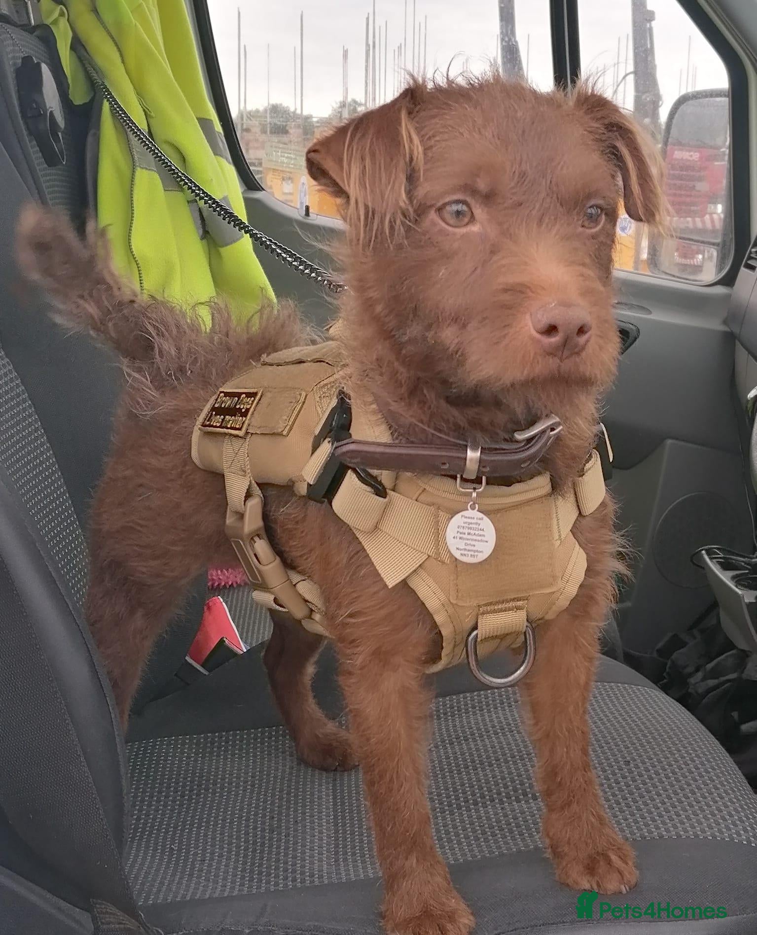 Patterdale Terrier dogs for sale: Buck & Breay & Nick Stevens   - Advert 7