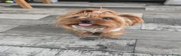 Yorkshire Terrier dogs for sale:  Masha looking for new home - Advert 4