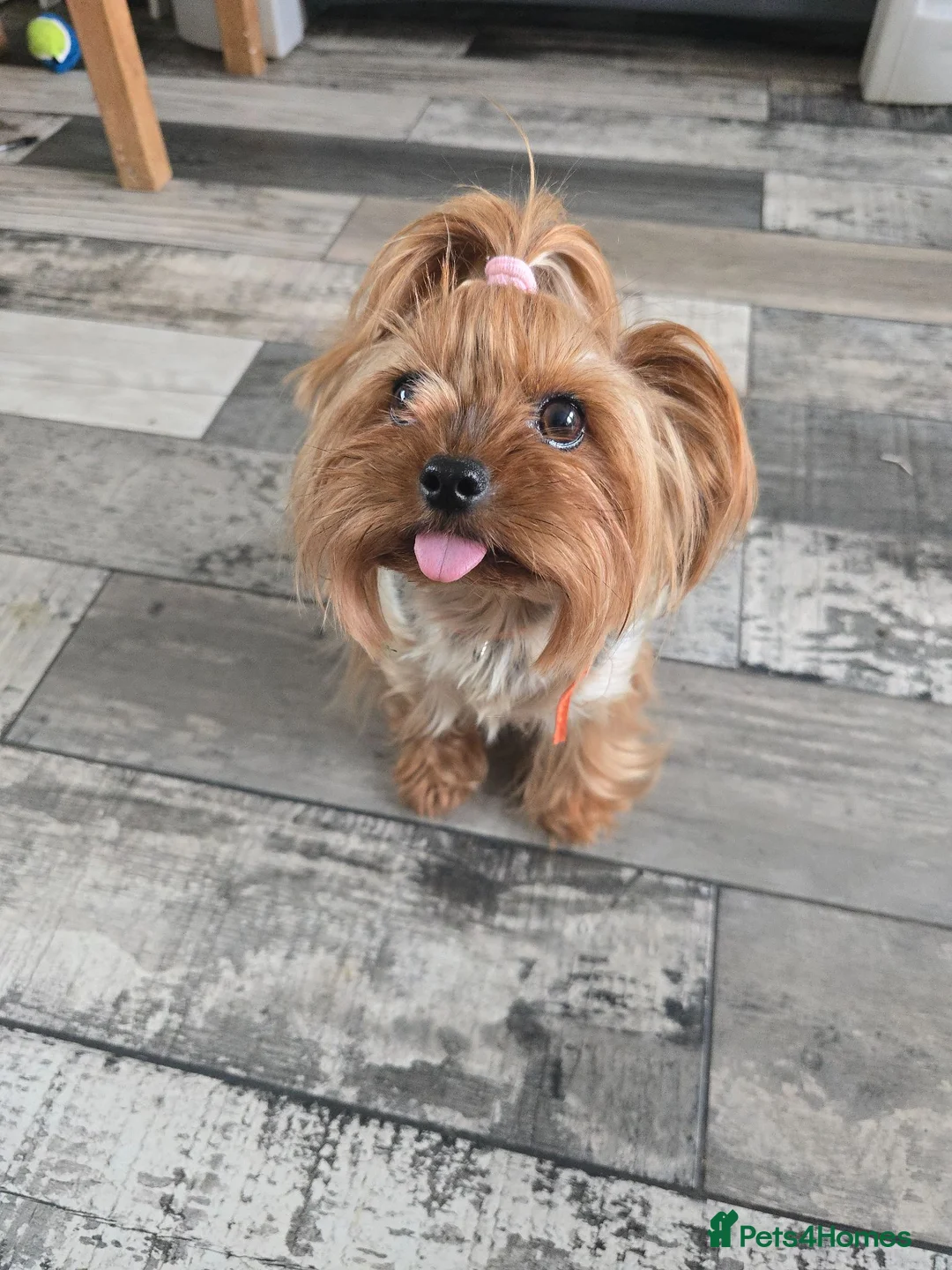 Yorkshire Terrier dogs for sale:  Masha looking for new home - Advert 4