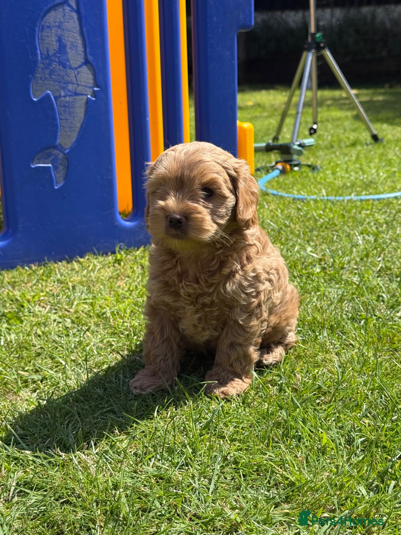 Cockapoo dogs ⭐️ADORABLE COCKAPOO PUPPIES⭐️ - Advert 1